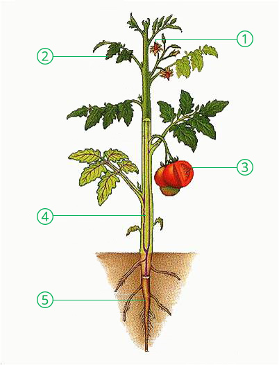 orthagrow-helps-plants