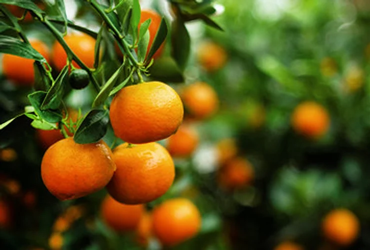 Applications for Agri/Horticulture