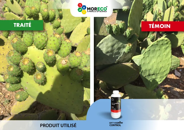 Resultaten bij cactus
