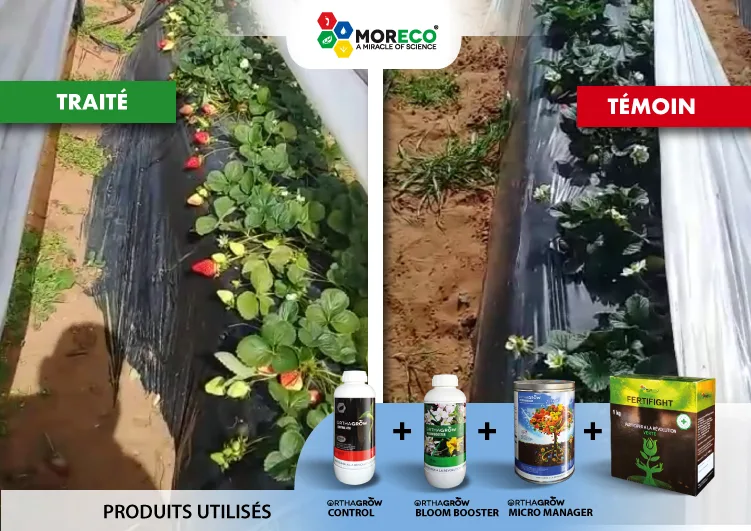 Resultaten bij aardbeien