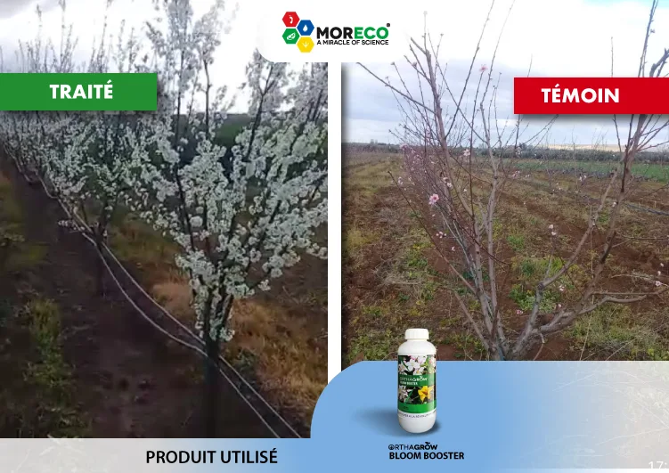 Resultaten bij perzikbomen