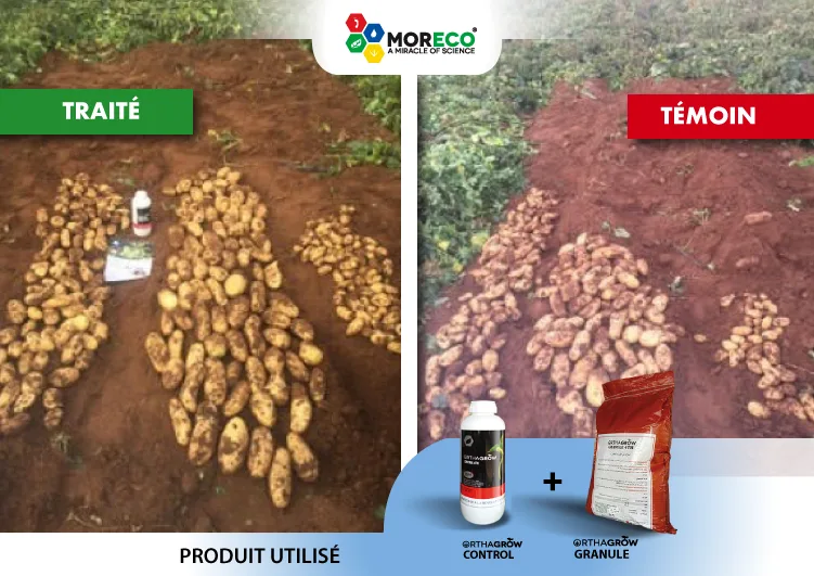 Resultaten bij aardappelen