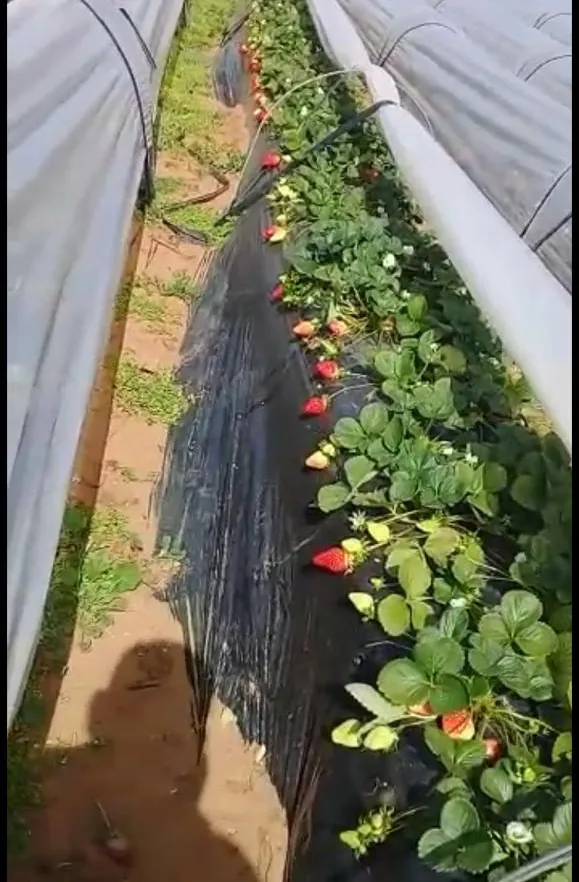 Strawberry — Dlalha