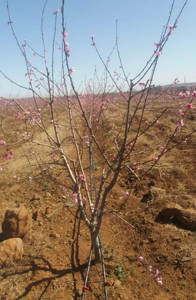 Peach — Bouderbala
