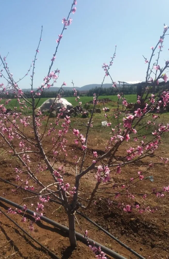Peach — Bouderbala