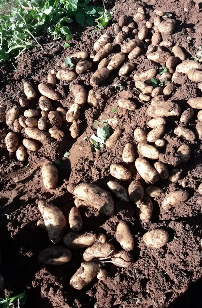 Potato — Boufekrane
