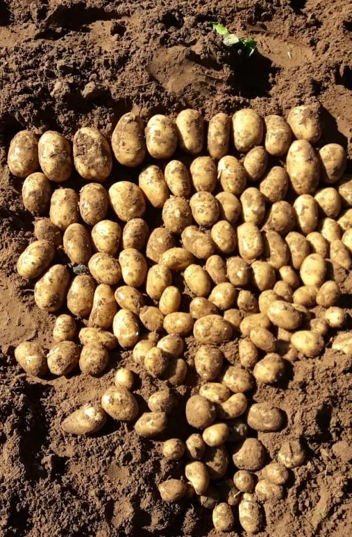 Potato — Boufekrane