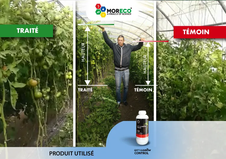Resultaten bij tomaten
