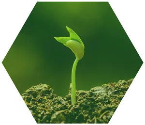 Agriculture & crops